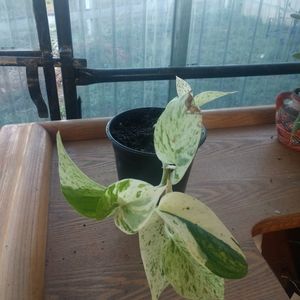 Plants (marble queen pothos)
